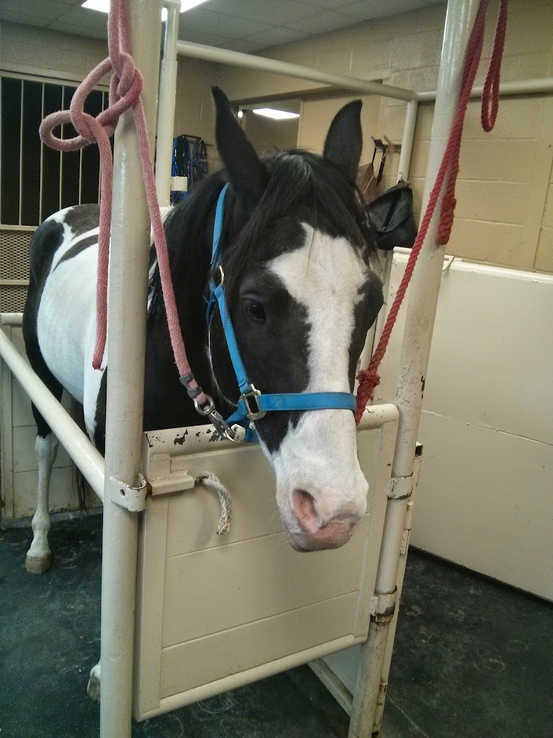 San Antonio Equine Hospital