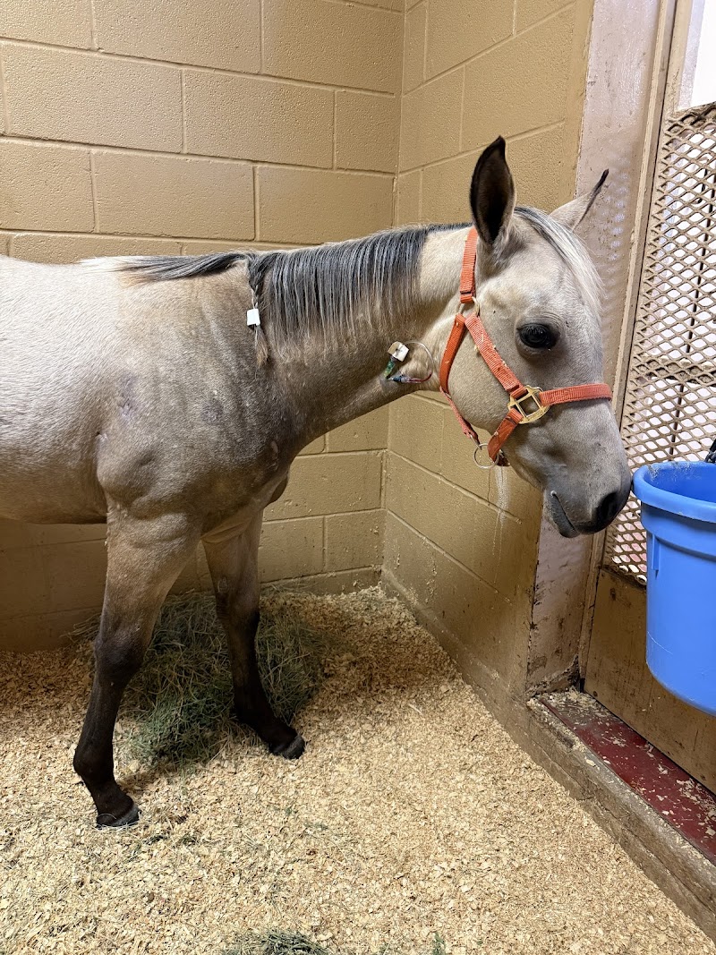 San Antonio Equine Hospital