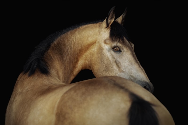 San Antonio Equine Hospital