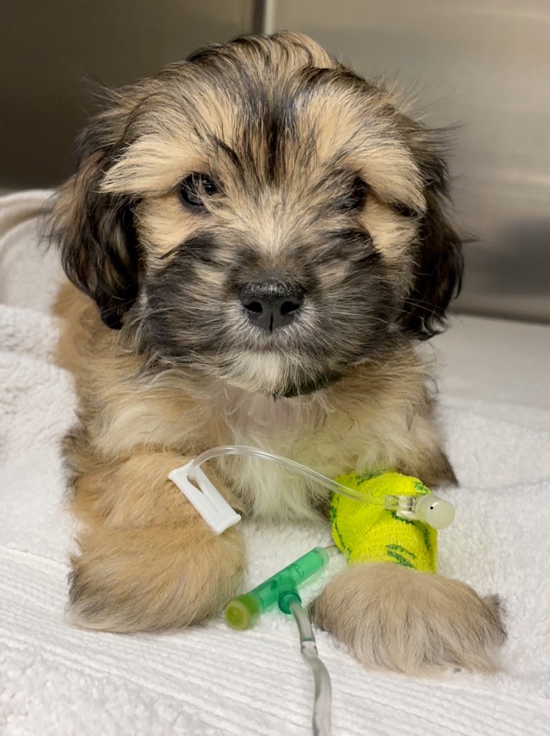 Reed Animal Hospital
