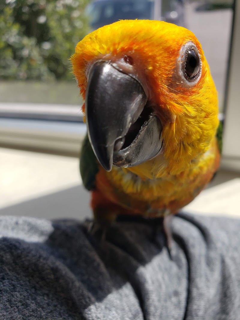 Center for Bird and Exotic Animal Medicine