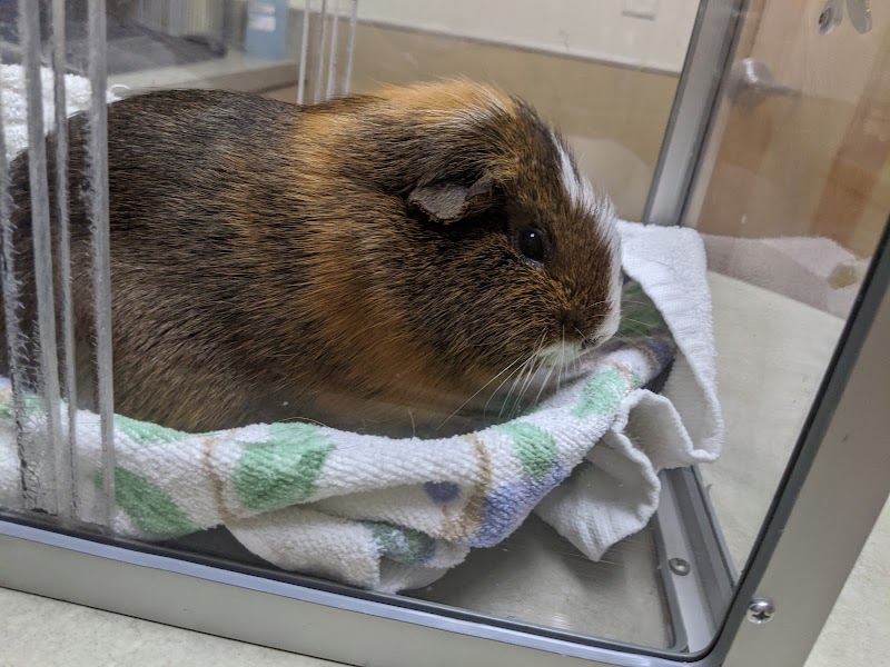Center for Bird and Exotic Animal Medicine