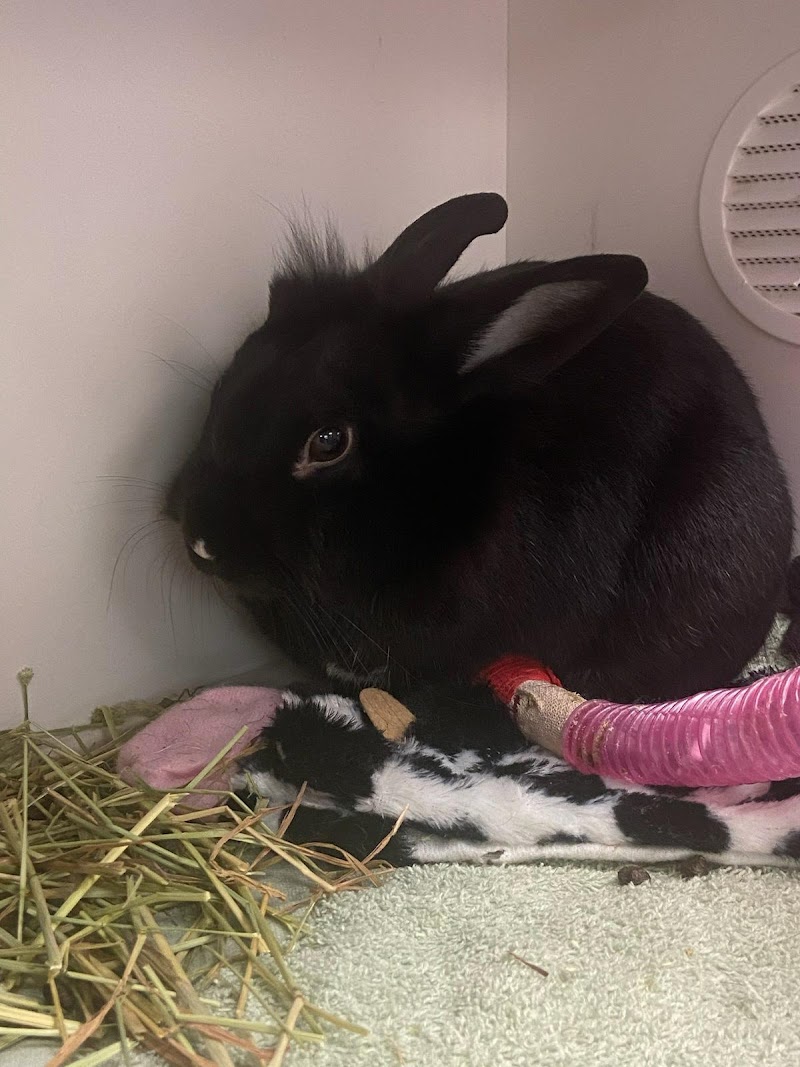 Center for Bird and Exotic Animal Medicine - Bothell