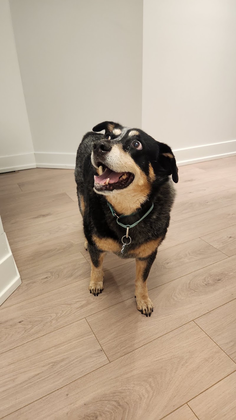 4 Paws Imaging Centers, LLC (Veterinary Ultrasound)