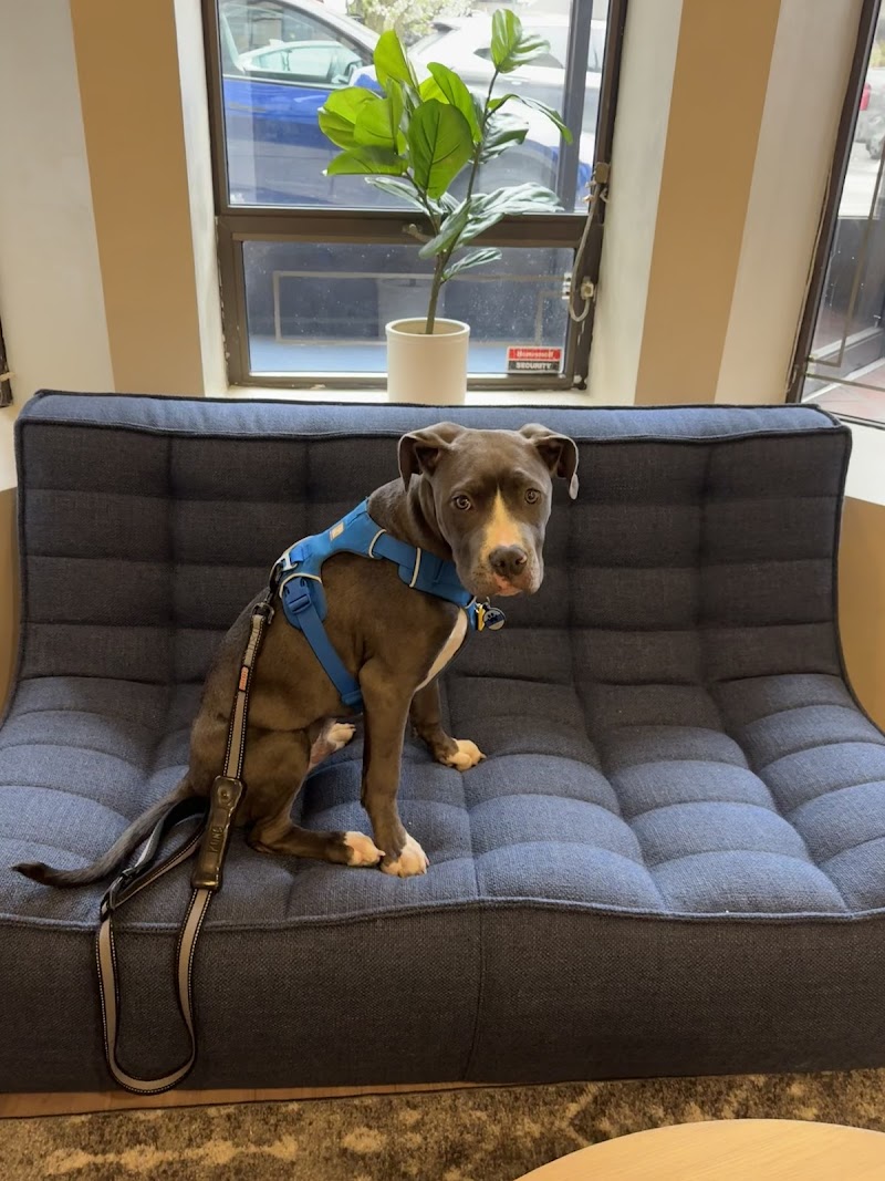 4 Paws Imaging Centers, LLC (Veterinary Ultrasound)