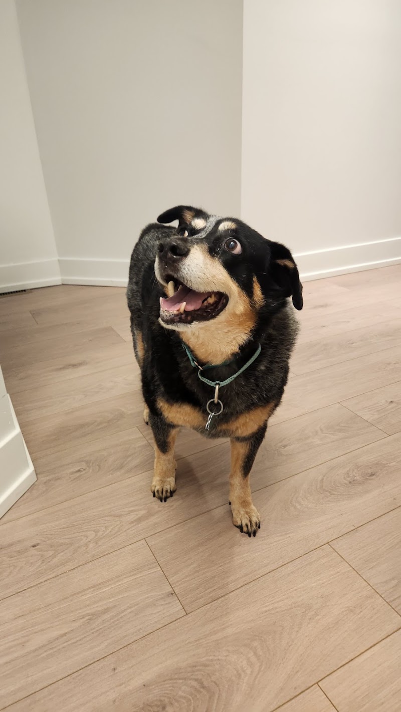 4 Paws Imaging Centers, LLC (Veterinary Ultrasound)