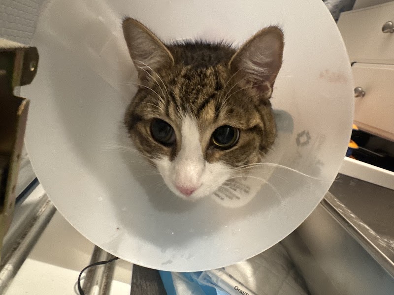 Soderstrom Veterinary