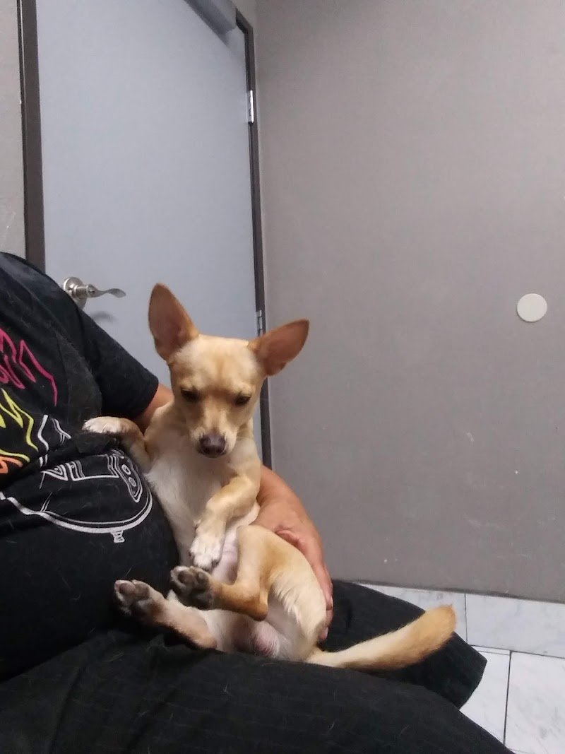 Ambassador Dog & Cat Hospital