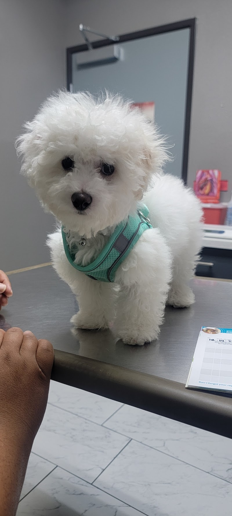 Ambassador Dog & Cat Hospital
