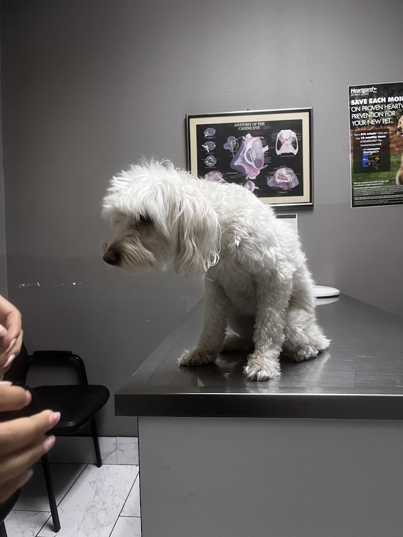 Ambassador Dog & Cat Hospital