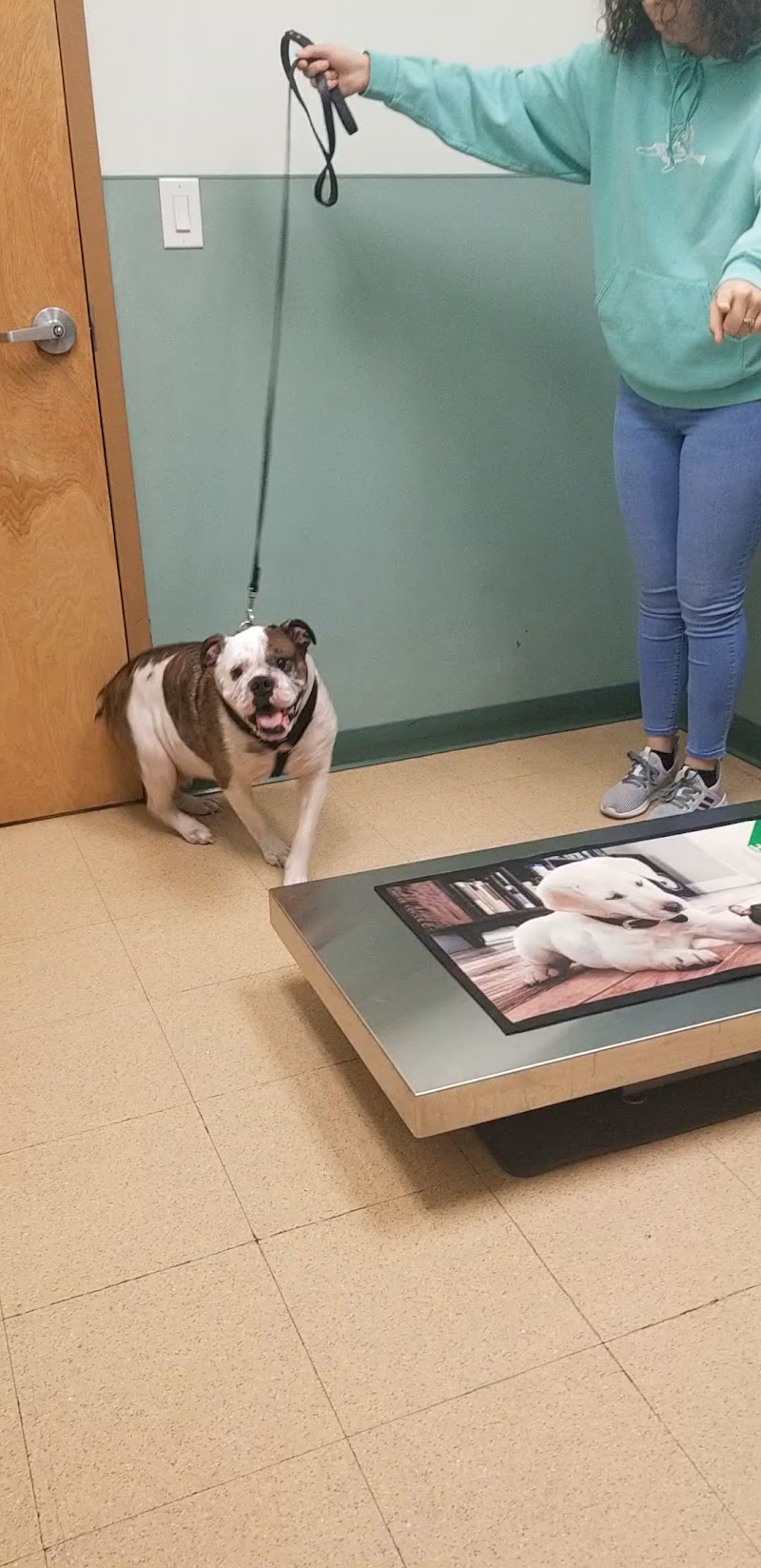 Bree's Animal Hospital