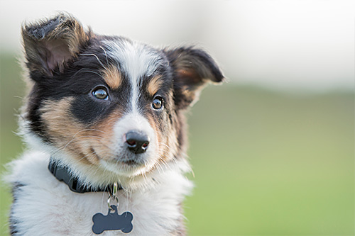 Kirkwood Veterinary Hospital