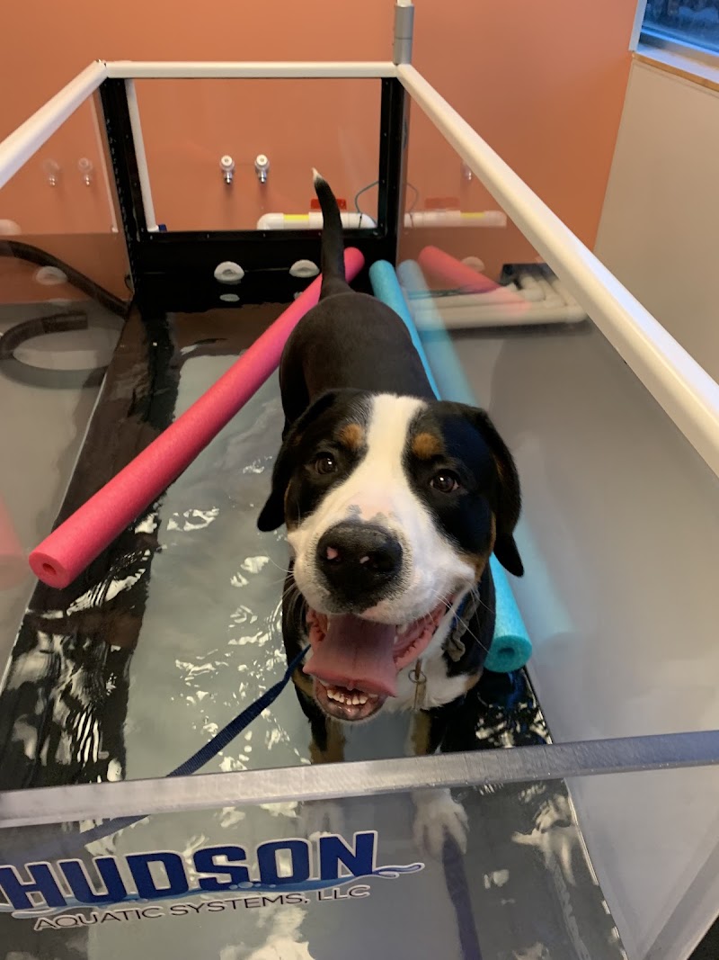Urban Paw Veterinary Health and Rehabilitation