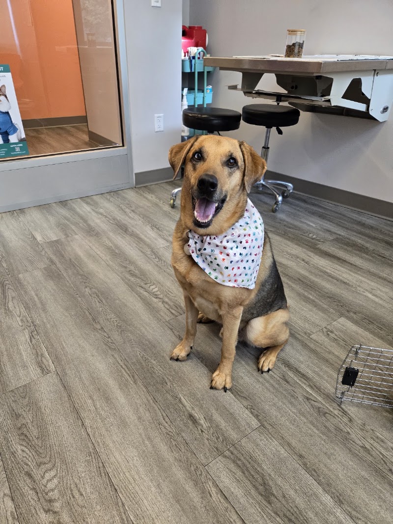 Urban Paw Veterinary Health and Rehabilitation