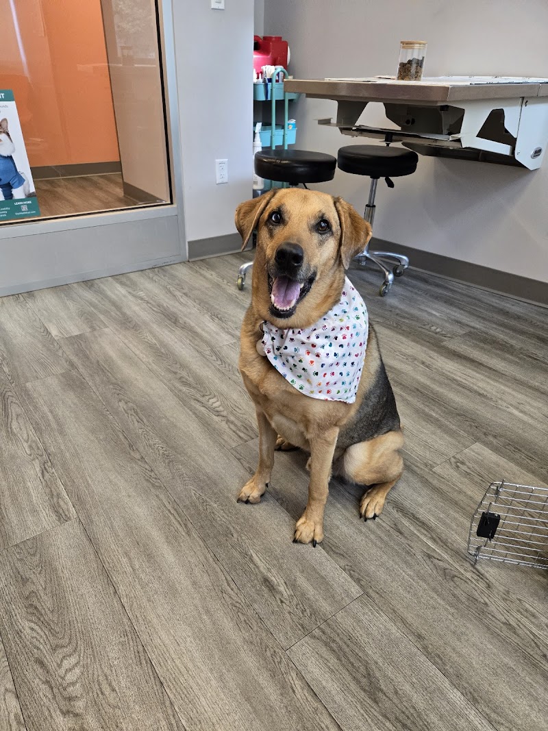 Urban Paw Veterinary Health and Rehabilitation