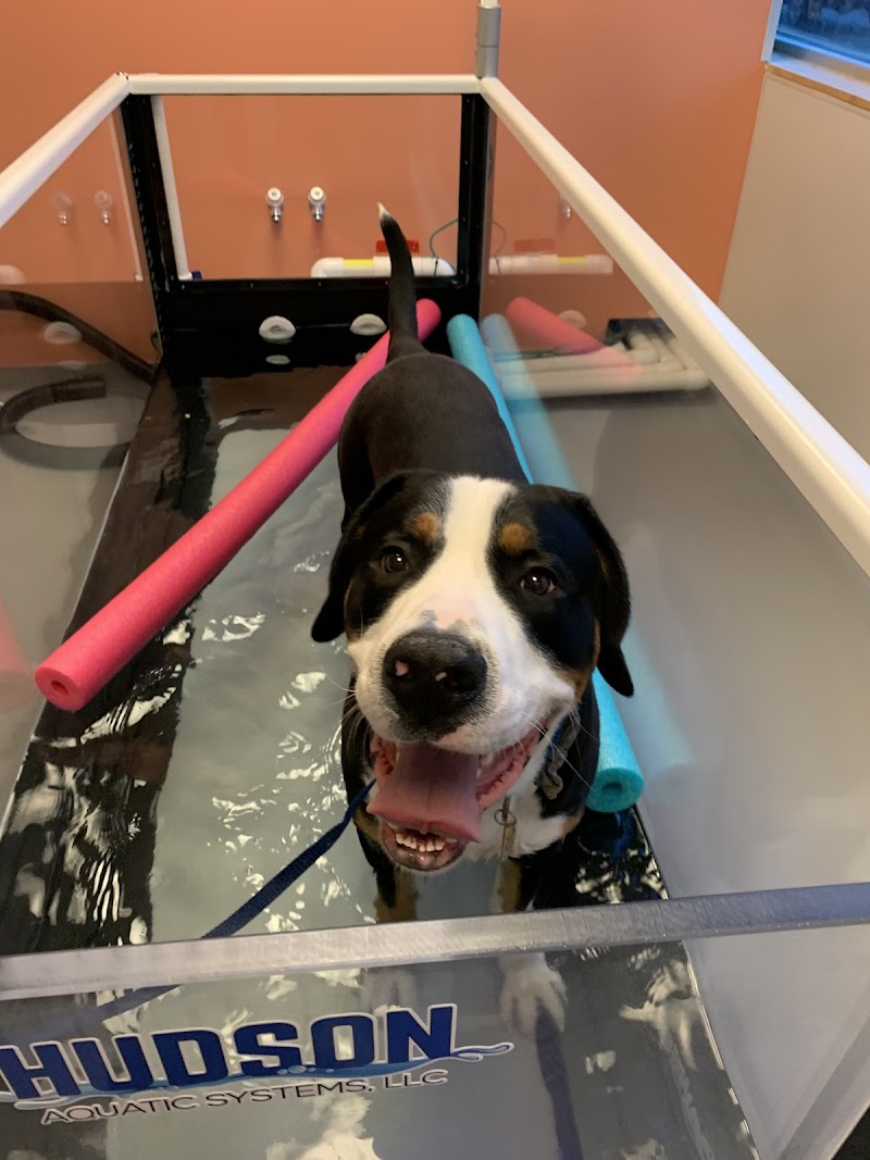 Urban Paw Veterinary Health and Rehabilitation