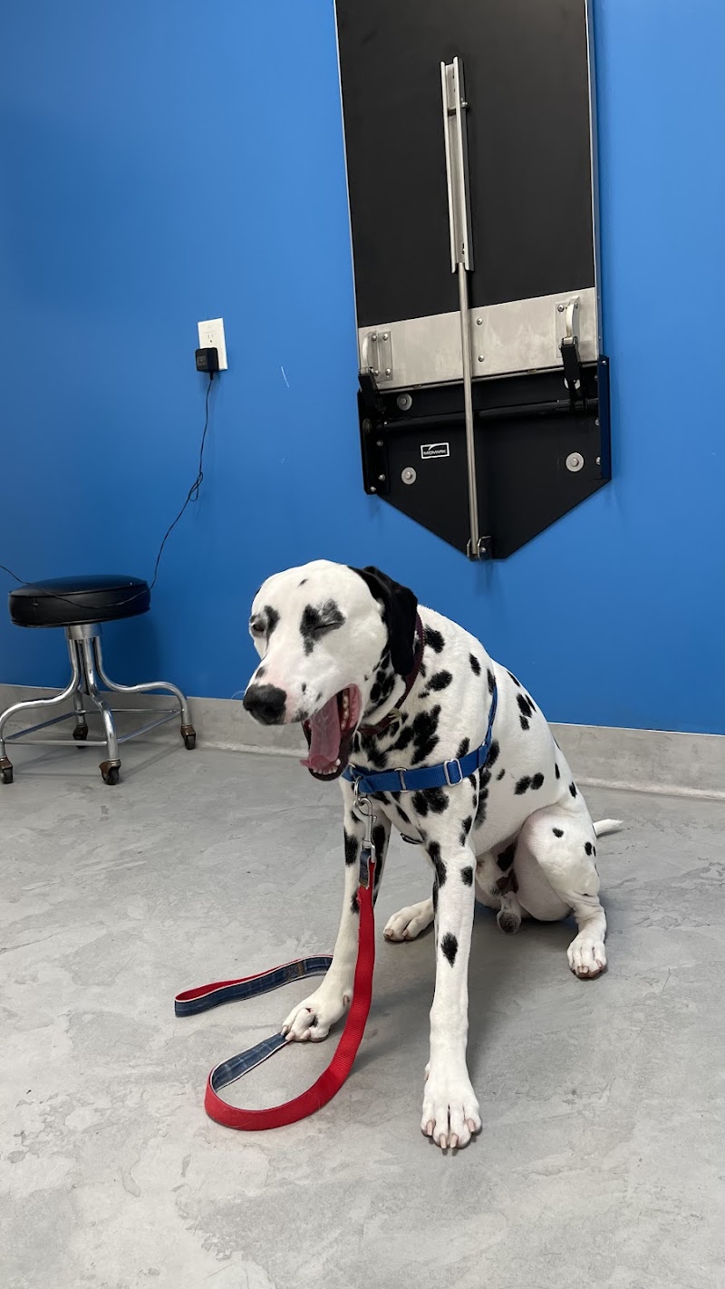 College Animal Hospital