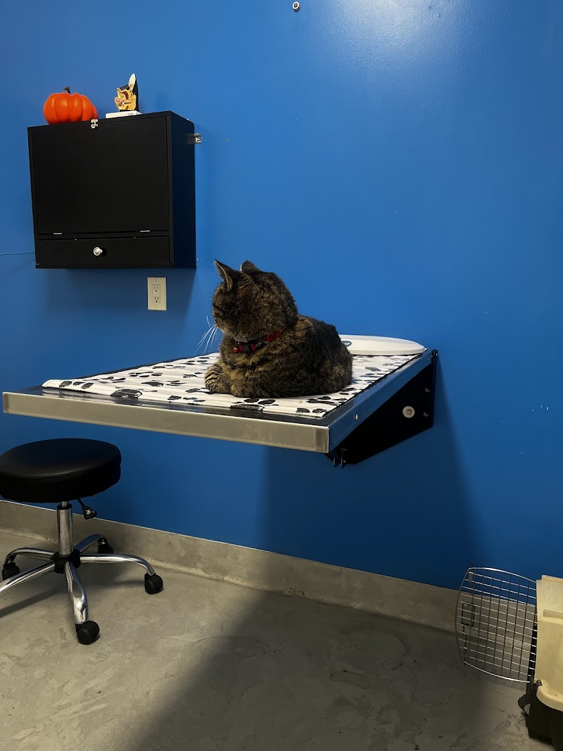 College Animal Hospital