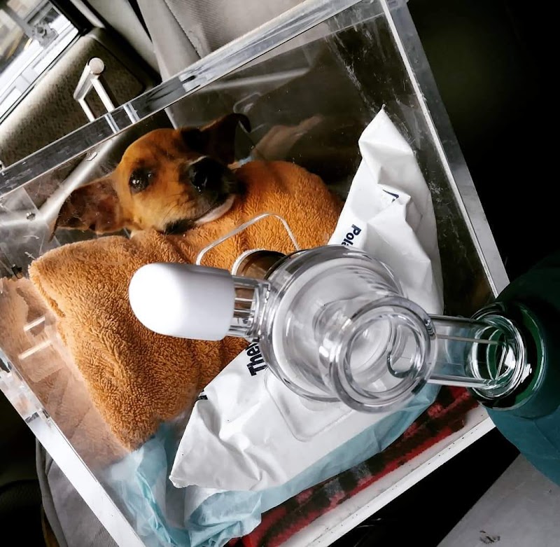 AmbuVet Pet Ambulance