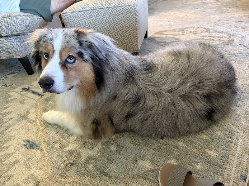 North Dallas Veterinary Hospital