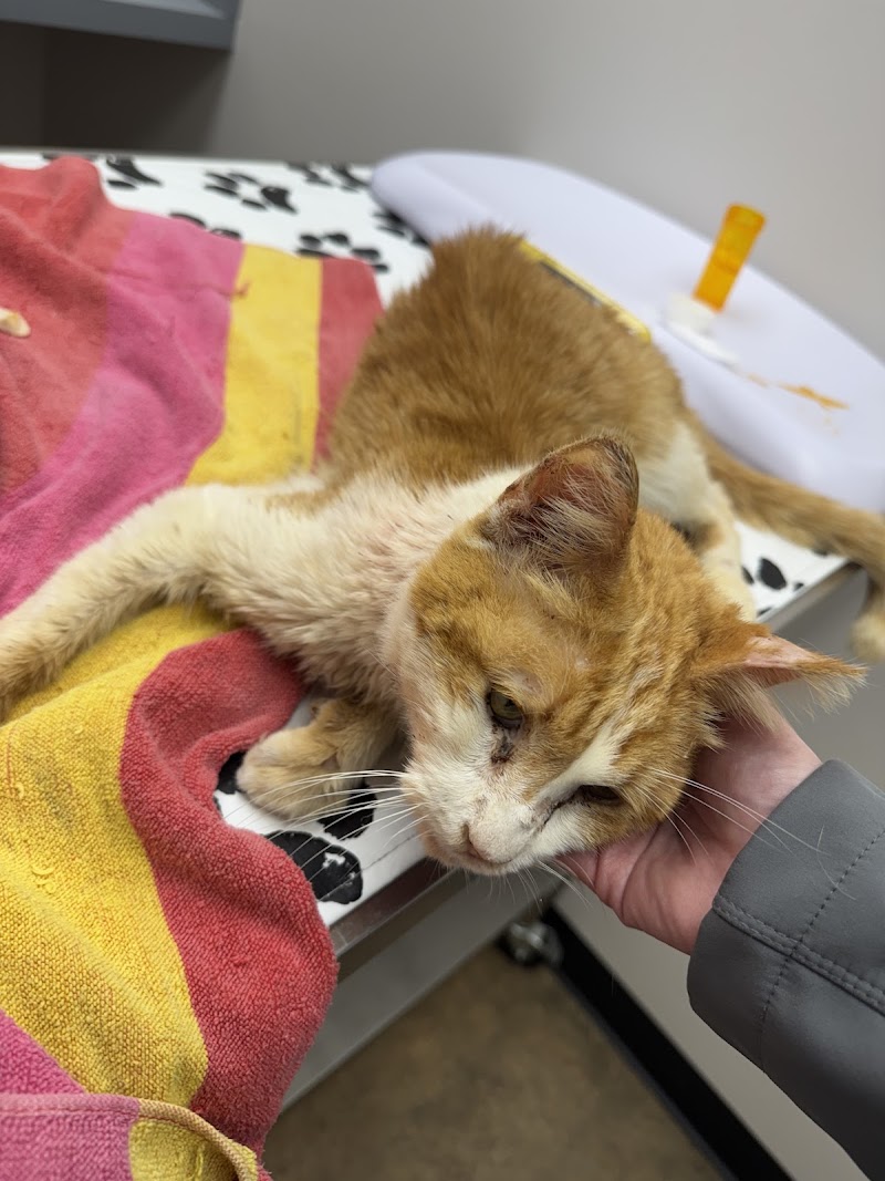 Houston Spay Neuter