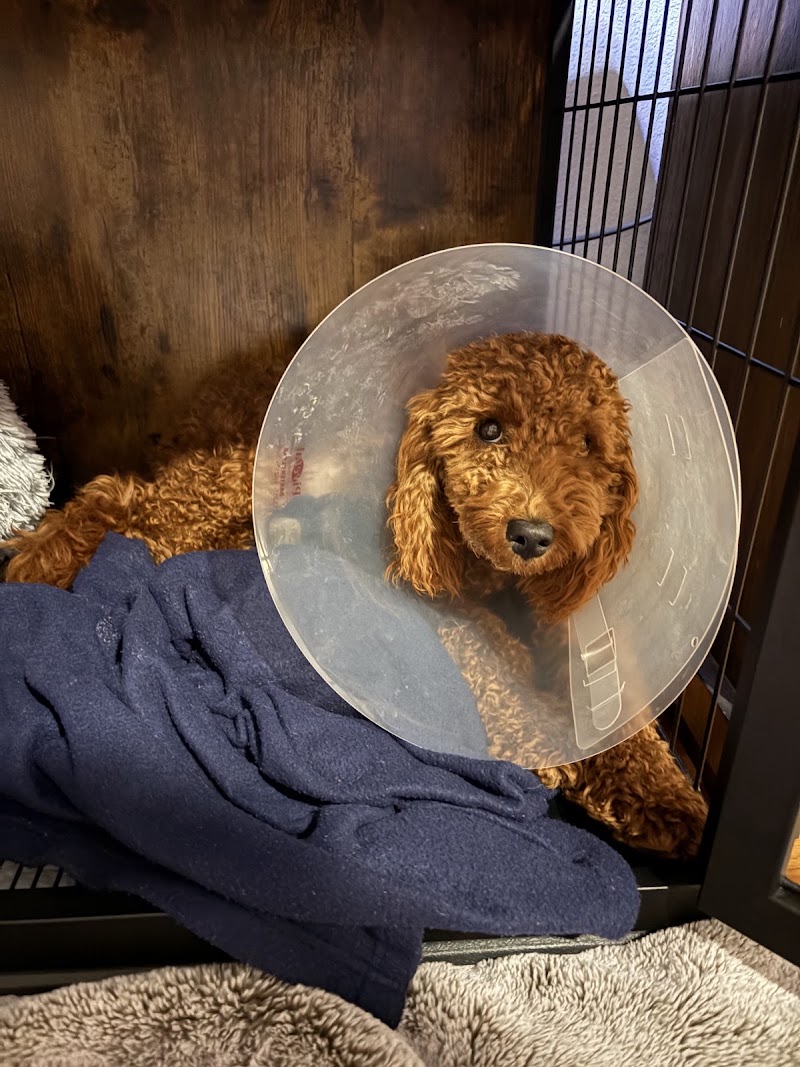 Houston Spay Neuter