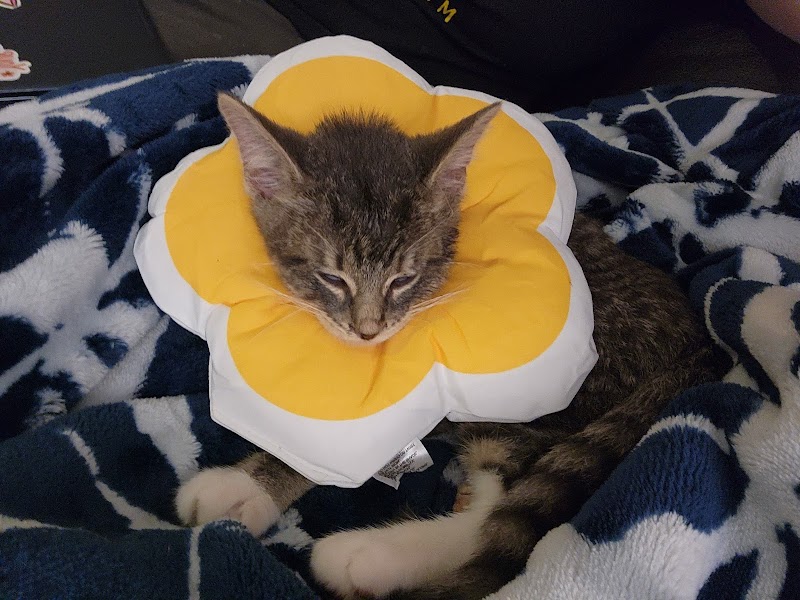 Houston Spay Neuter
