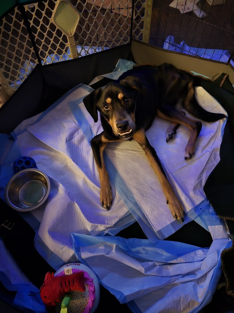 Houston Spay Neuter