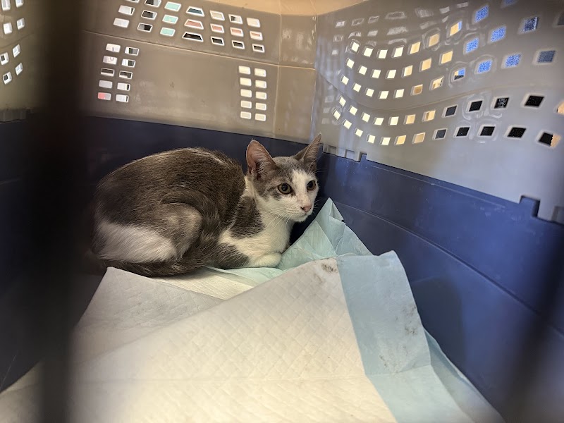 Houston Spay Neuter