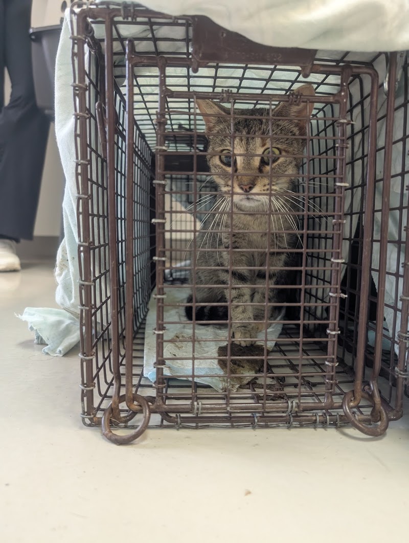 Houston Spay Neuter