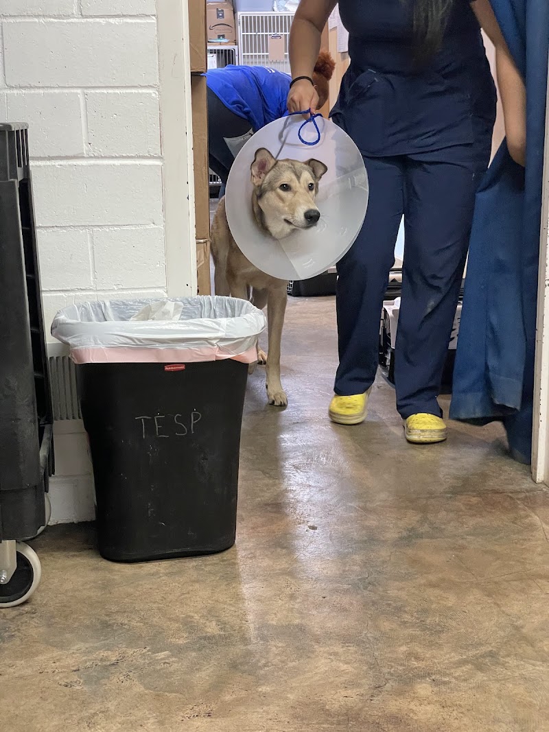 Houston Spay Neuter