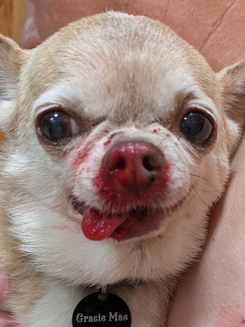 Cornell University Hospital for Animals