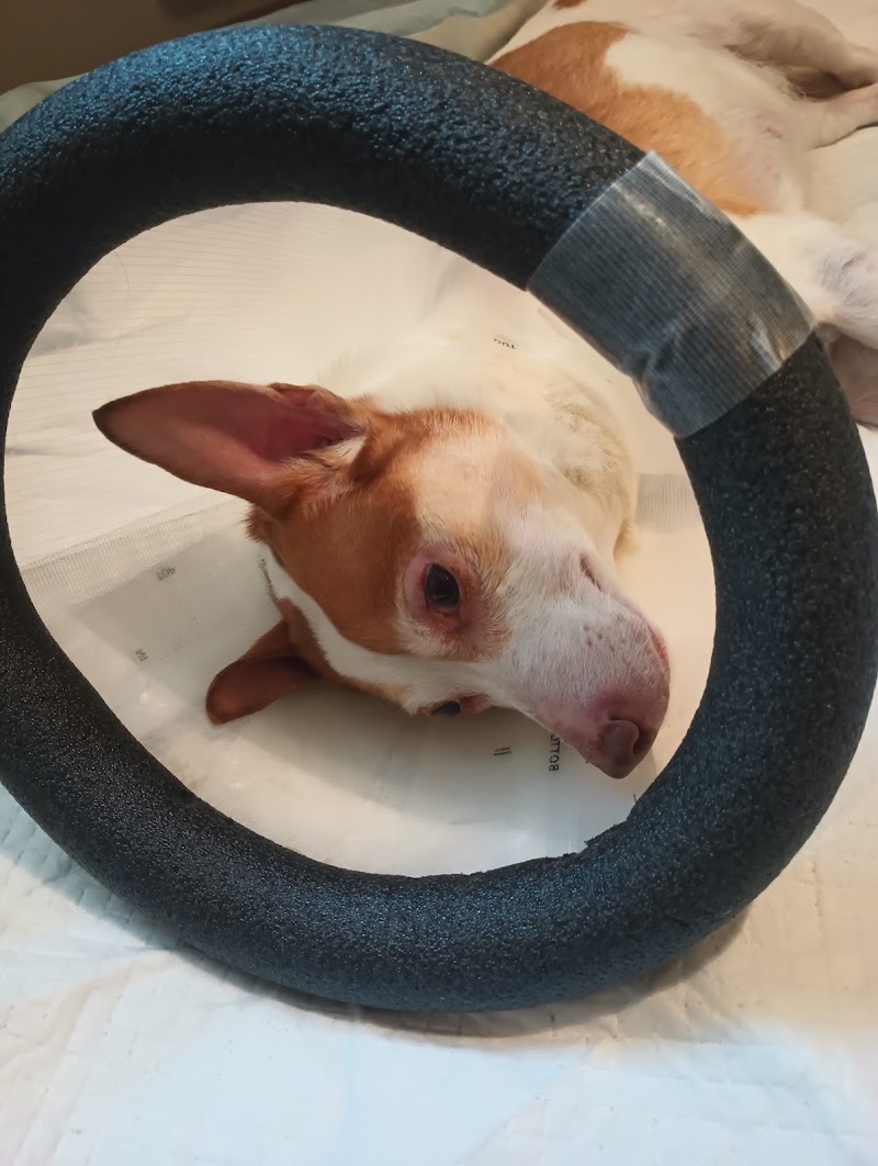 Cornell University Hospital for Animals
