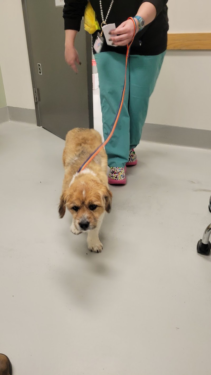 Cornell University Hospital for Animals