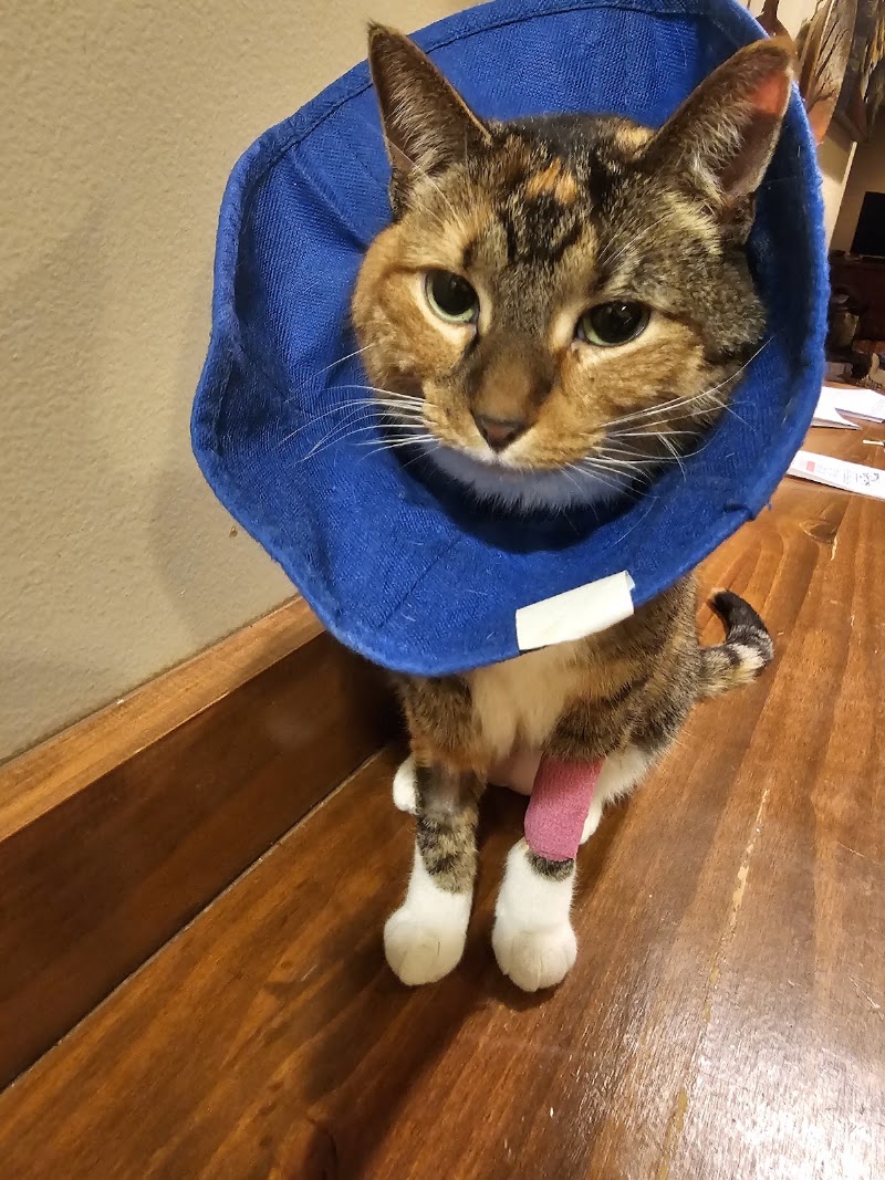 Mission Animal Hospital