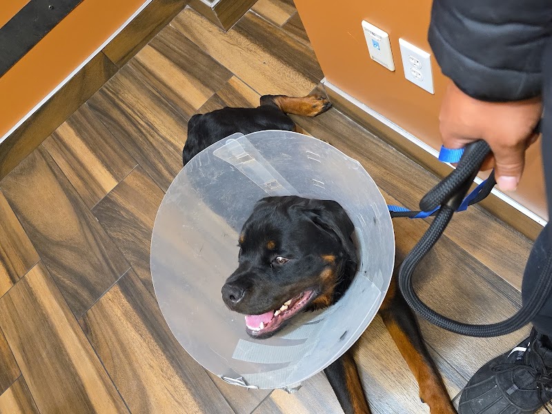 Mission Animal Hospital