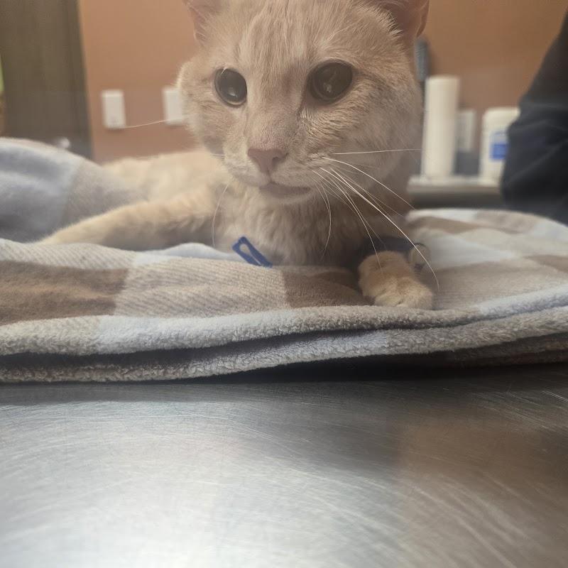 Mission Animal Hospital