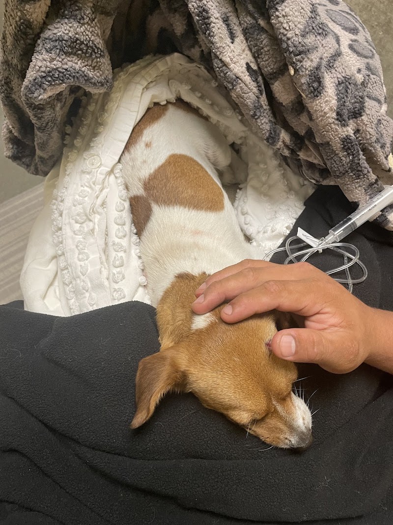 ACCESS Specialty Animal Hospitals - Los Angeles