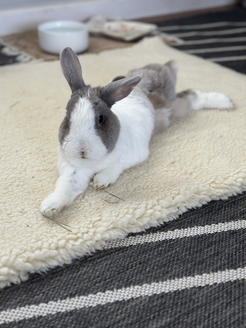 ACCESS Specialty Animal Hospitals - Los Angeles