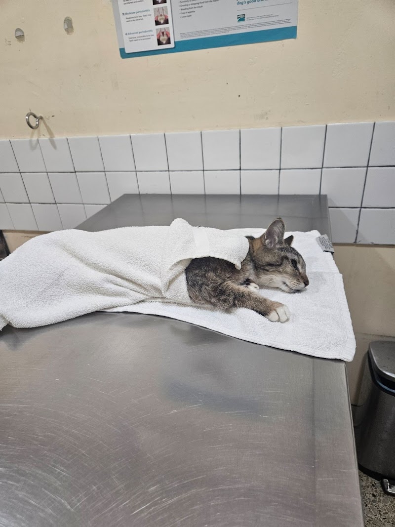 City of Angels Veterinary Specialty Center