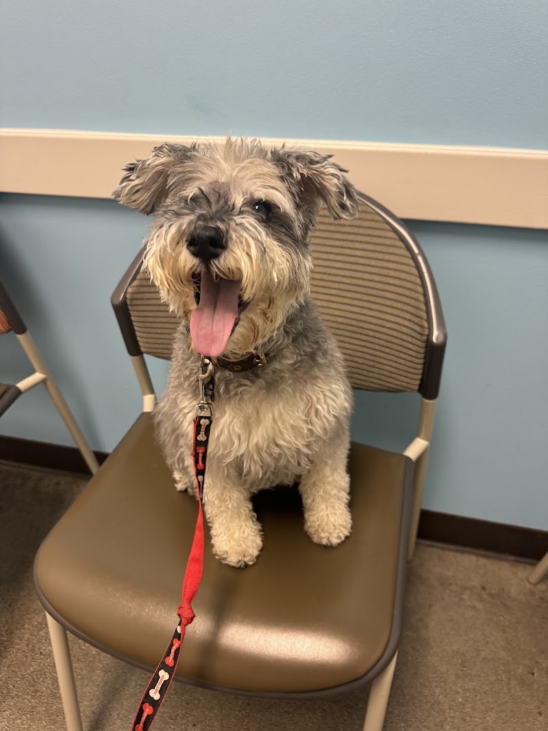 Veterinary Cancer Group of Los Angeles