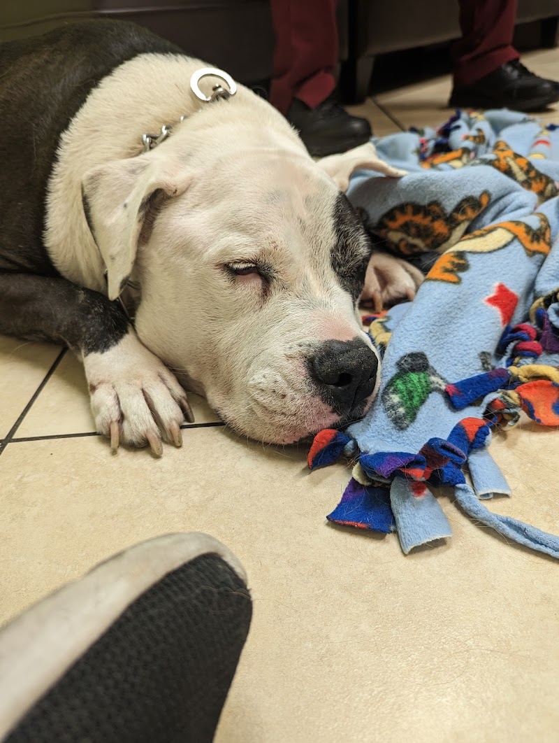 Veterinary Cancer Group of Los Angeles