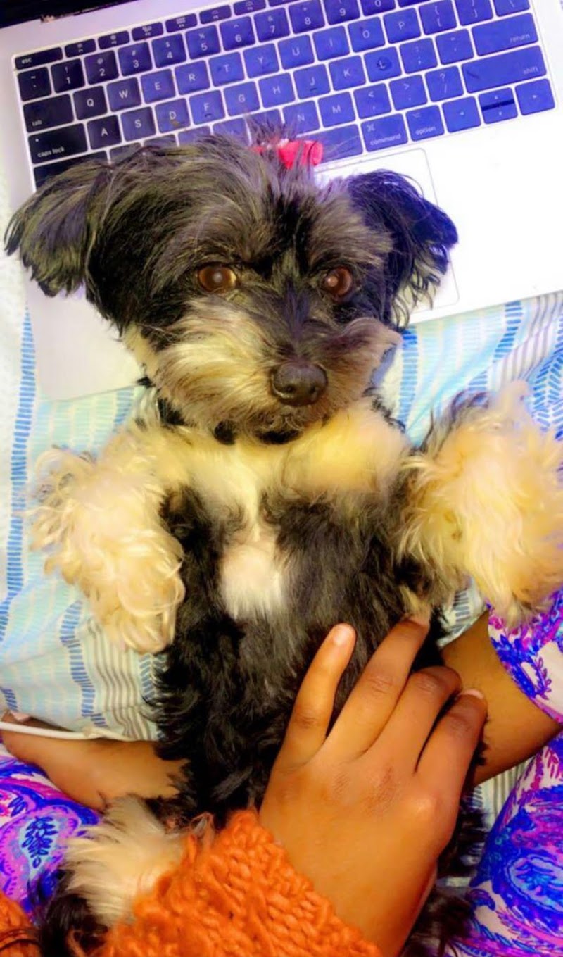 Greenbriar Animal Hospital