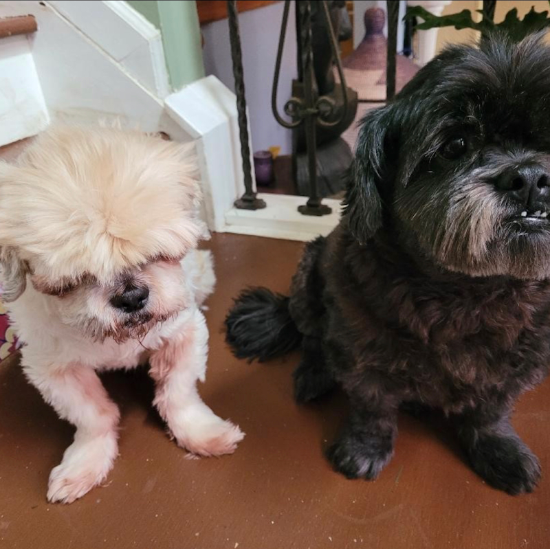Greenbriar Animal Hospital
