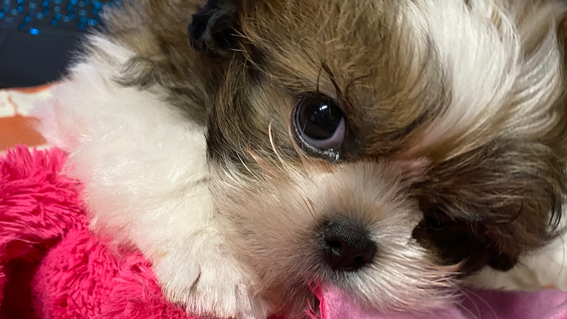 Greenbriar Animal Hospital - Atlanta