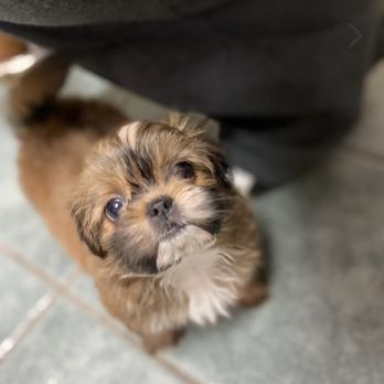 Greenbriar Animal Hospital