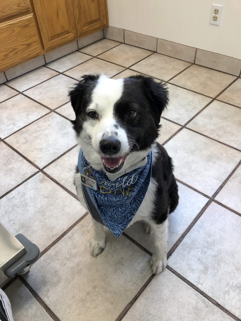 Warm Springs Pet Hospital