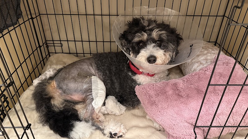Warm Springs Pet Hospital