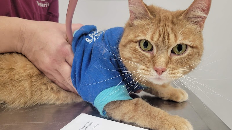 Porter Square Veterinarian