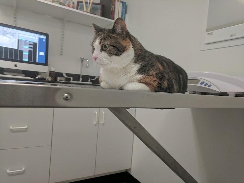 Porter Square Veterinarian